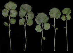 Cardamine polyodontes. Rosette leaves.
 Image: P.B. Heenan © Landcare Research 2019 CC BY 3.0 NZ